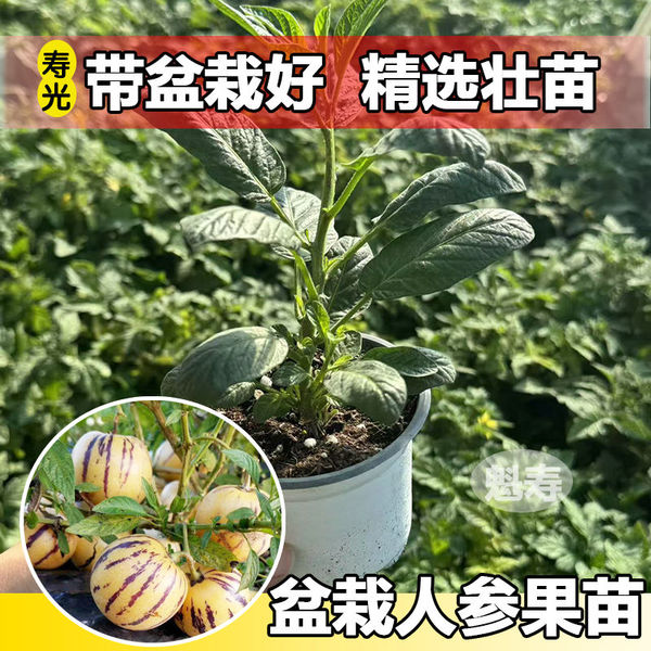 正宗人生果苗大参种黄心四