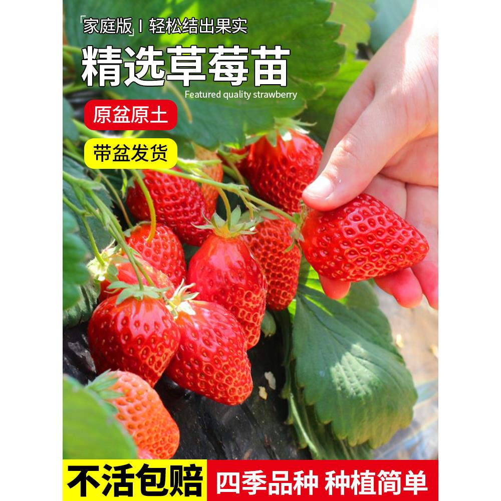 奶油草莓苗盆栽四季结果原