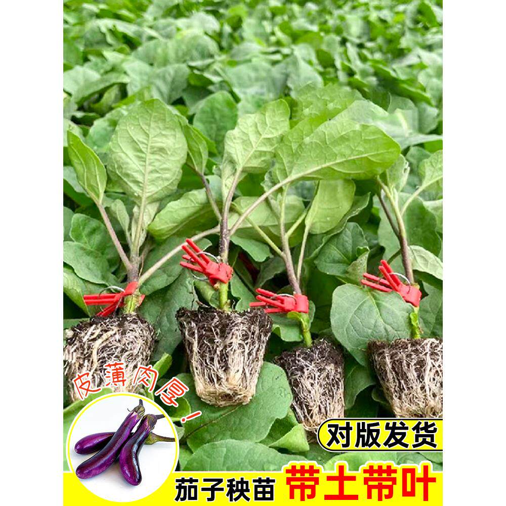 紫茄子苗黑长茄苗蔬菜种籽线茄孑圆茄辣椒黄瓜番茄西瓜幼秧苗种苗