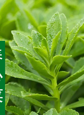 紫背菜天葵养心菜种子观音菜血皮菜种籽野生菜保健蔬菜孑