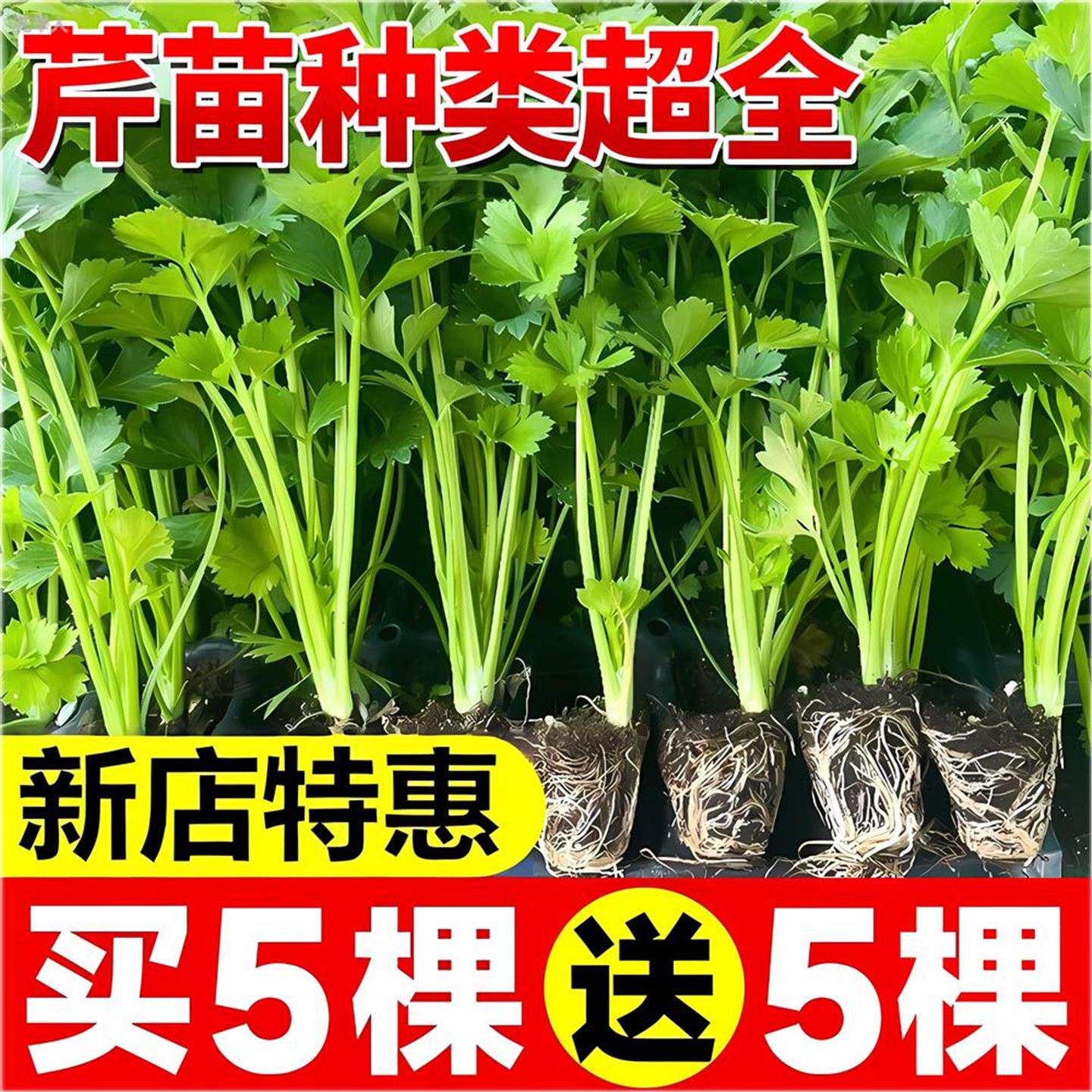 百利西芹苗秧地中海玻璃脆
