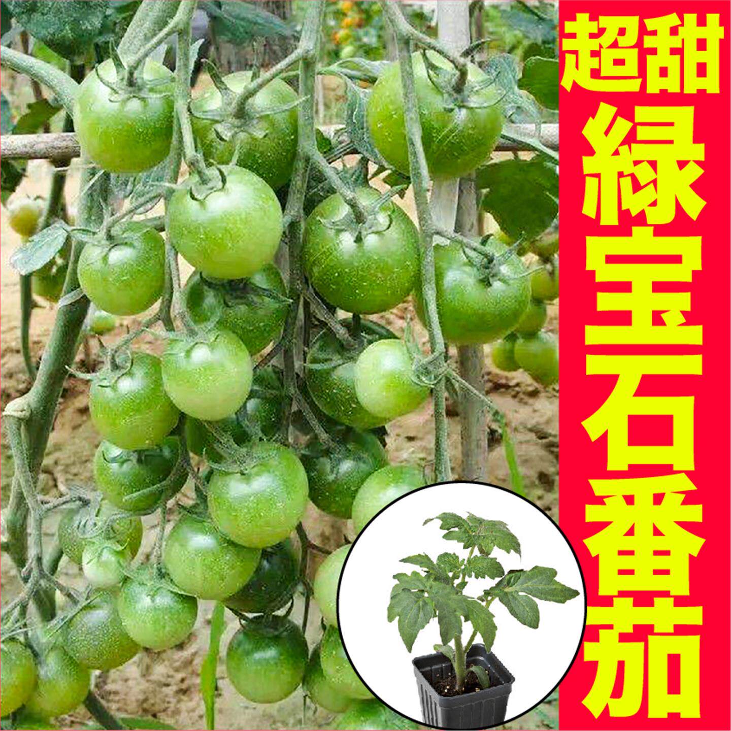 寿光超甜绿宝石小番茄秧苗