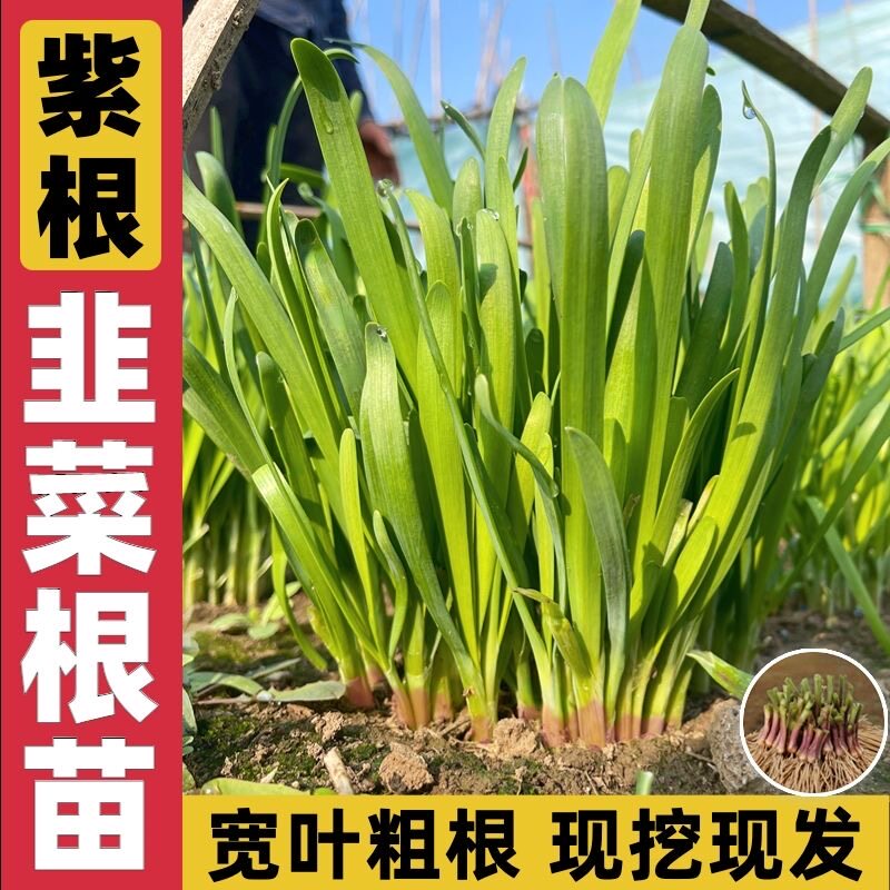 新鲜头茬韭菜根现挖发正宗