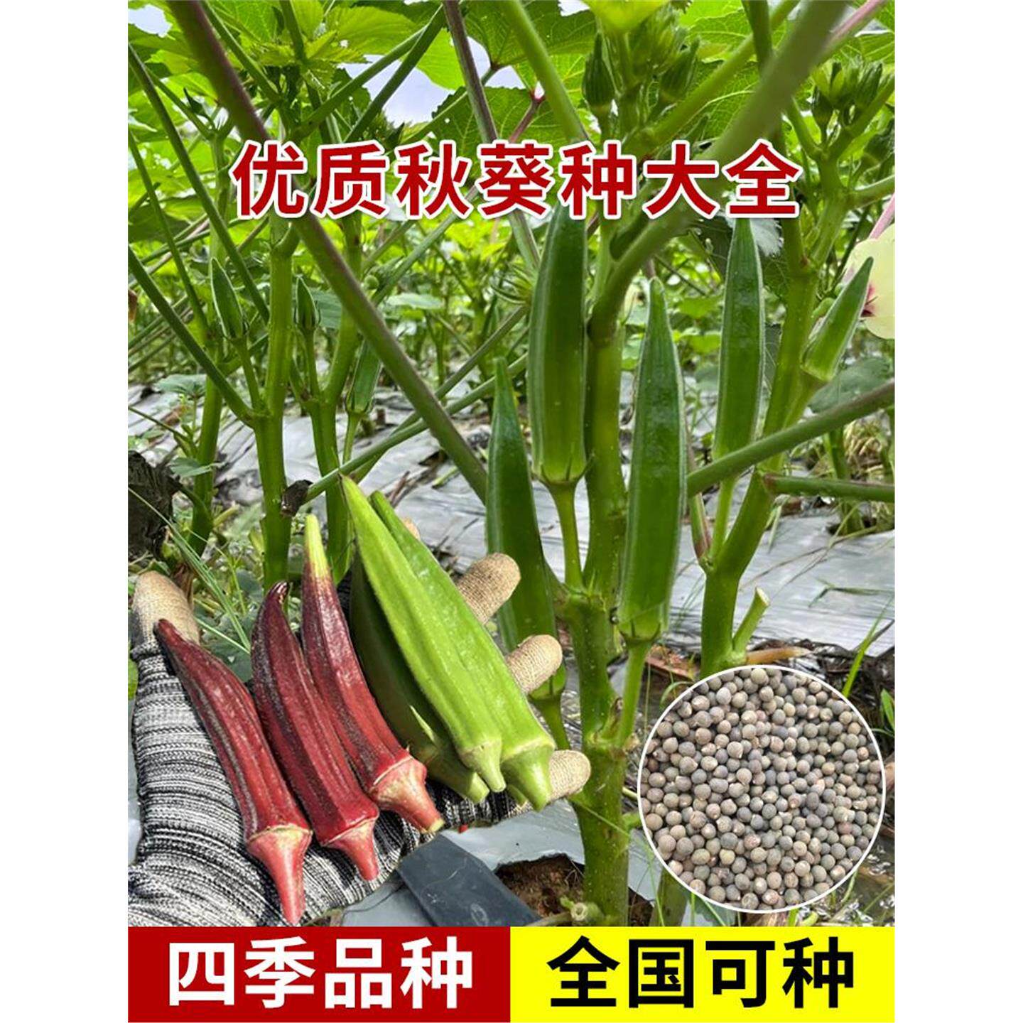 黄秋葵种子水果籽高产红阳