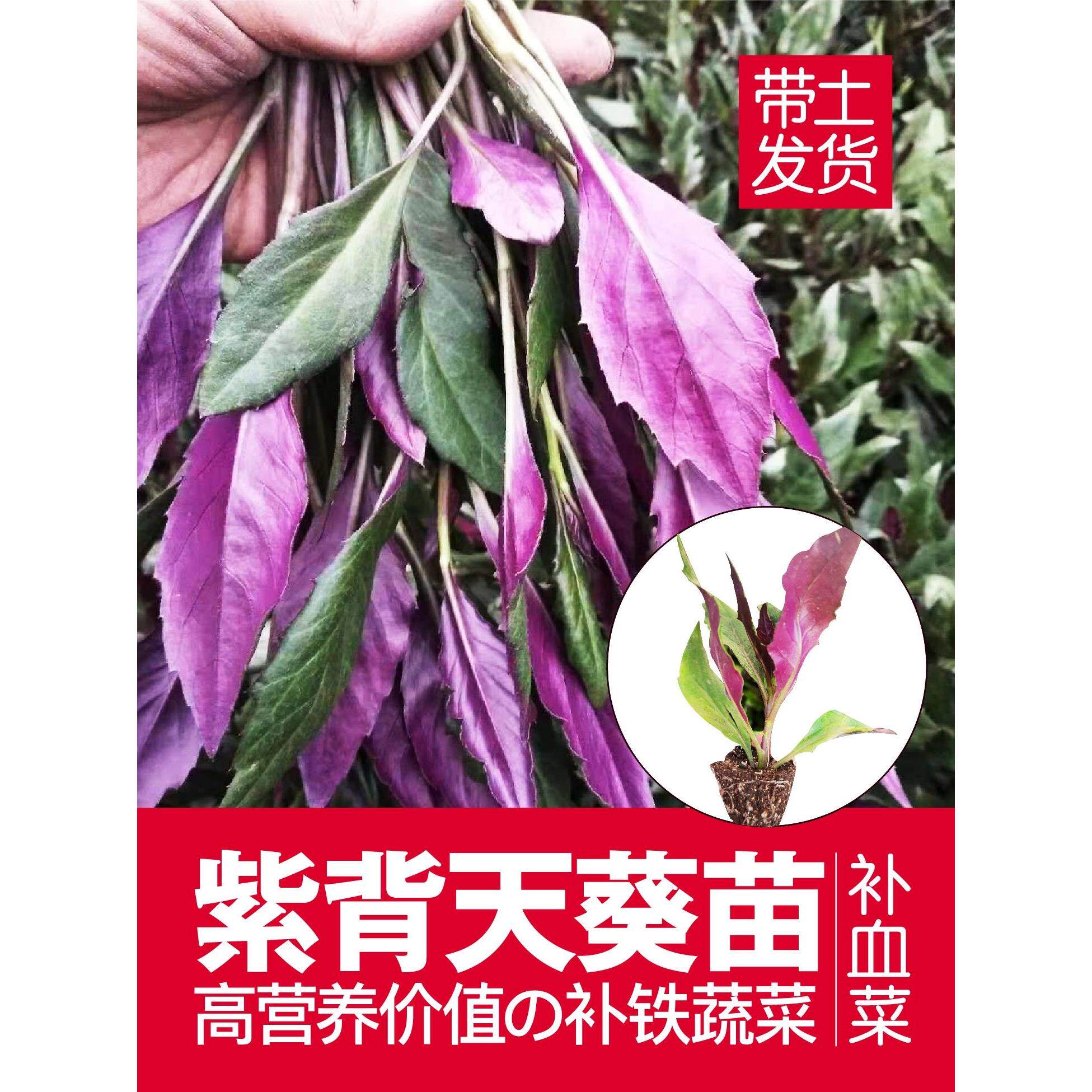 菜紫背天葵苗四季可种紫背菜血皮菜红凤菜苗观音菜苗带土发货