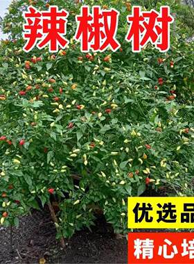 一年四季辣椒树盆栽苗巨型