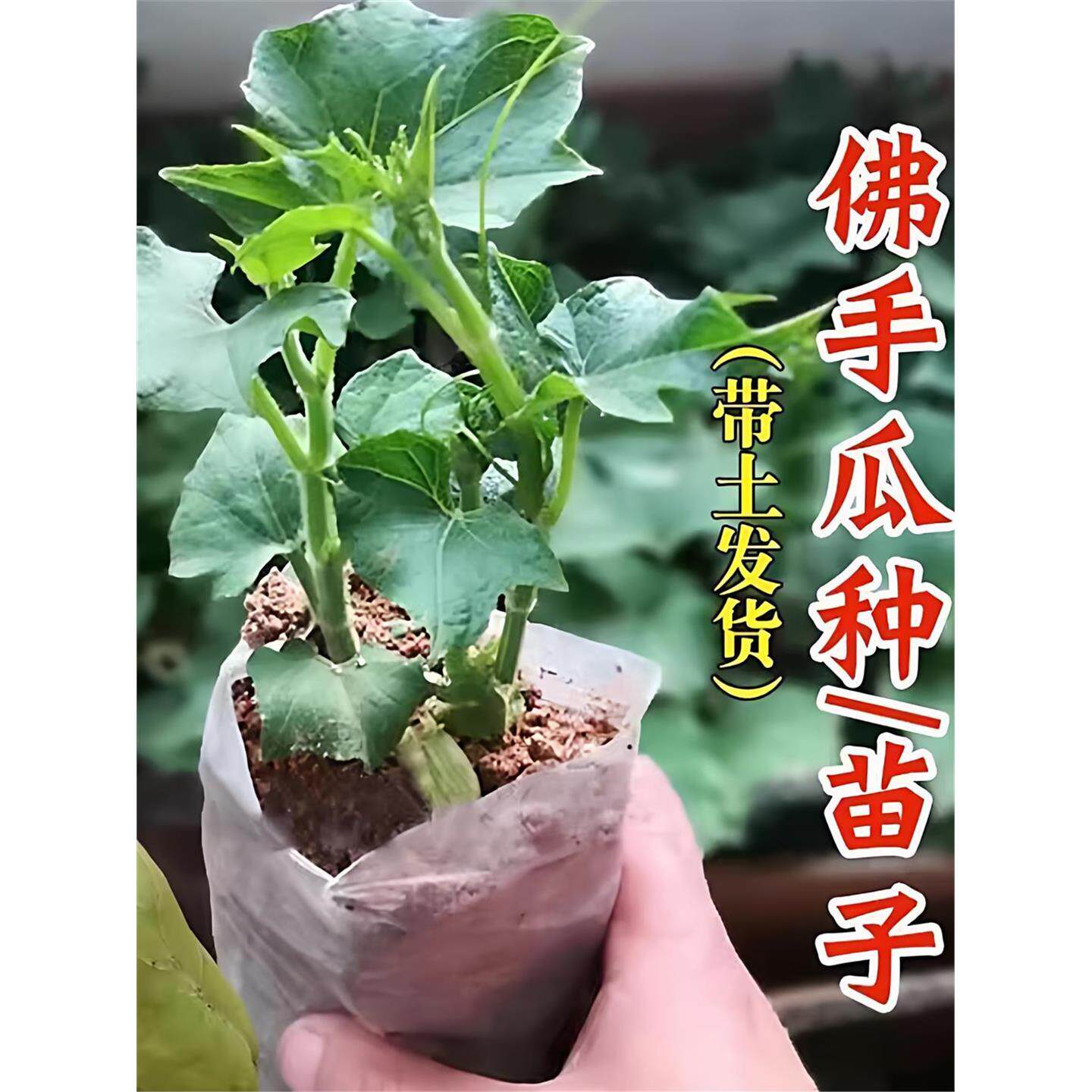 佛手瓜苗带母体芽龙须菜扶