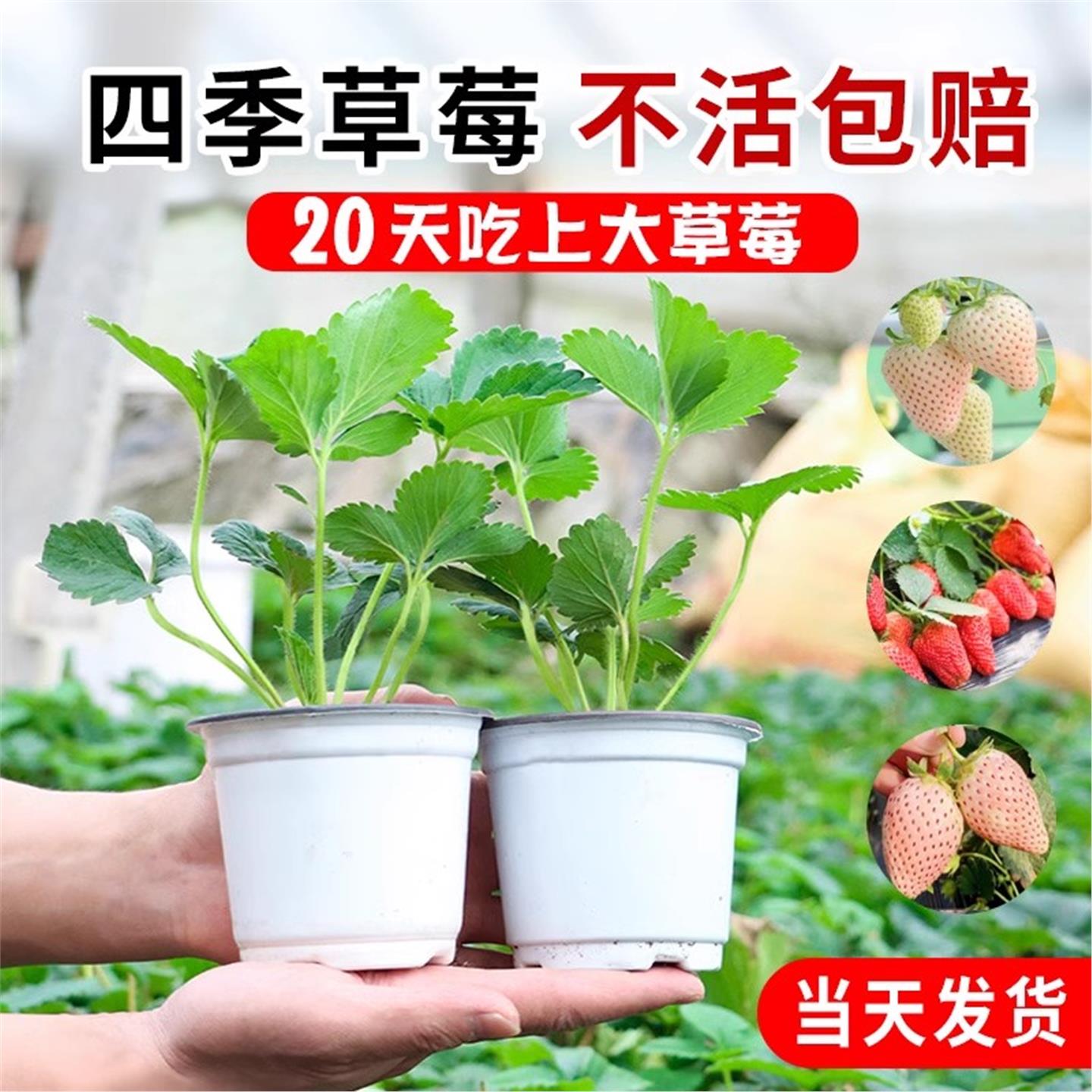 奶油草莓苗盆栽四季结果原