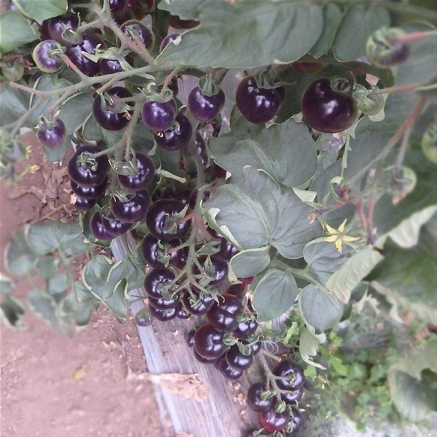 小黑番茄苗蔬菜秧四季盆栽