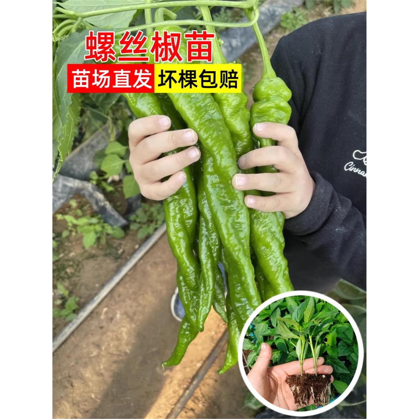 大果香辣螺丝椒苗巨型陇种