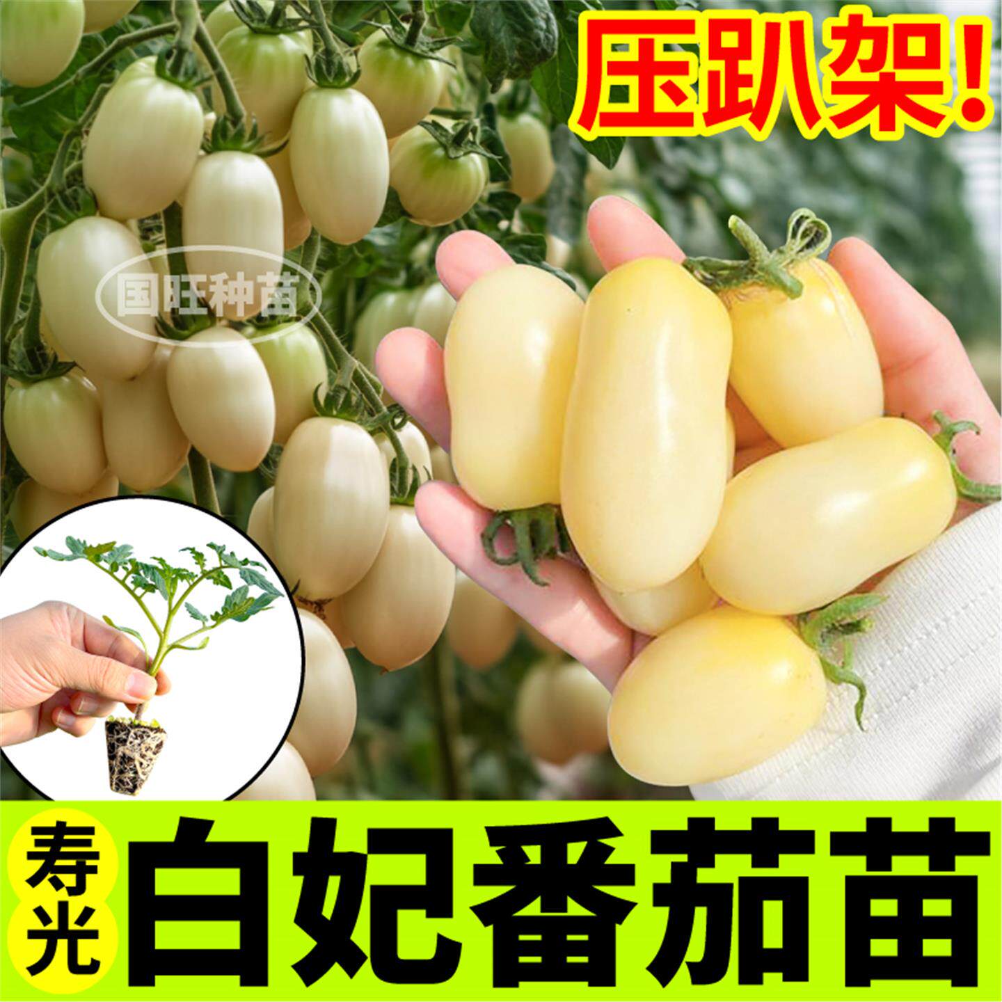 白妃番茄苗秧四季压趴架红黄黑白千禧种子阳台小院盆栽山东寿光