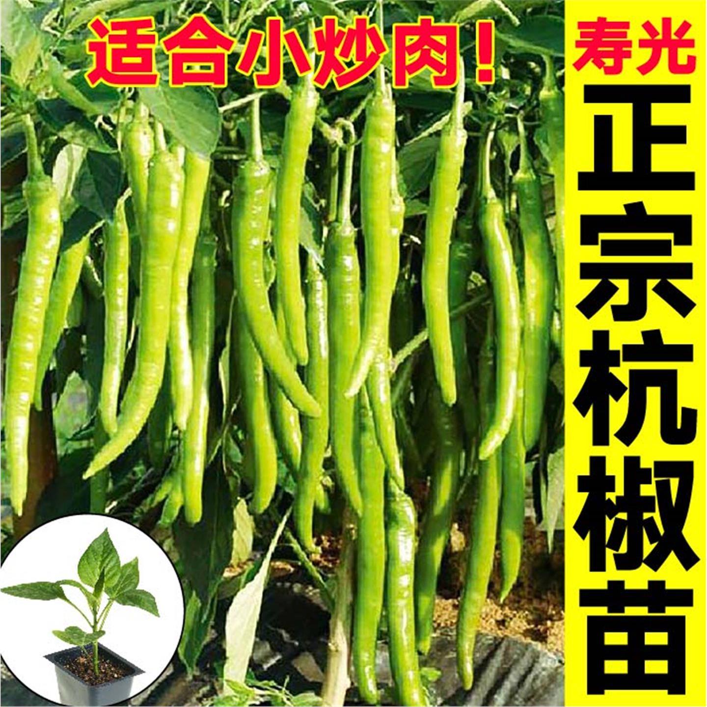 正宗香辣杭椒苗秧七号种子