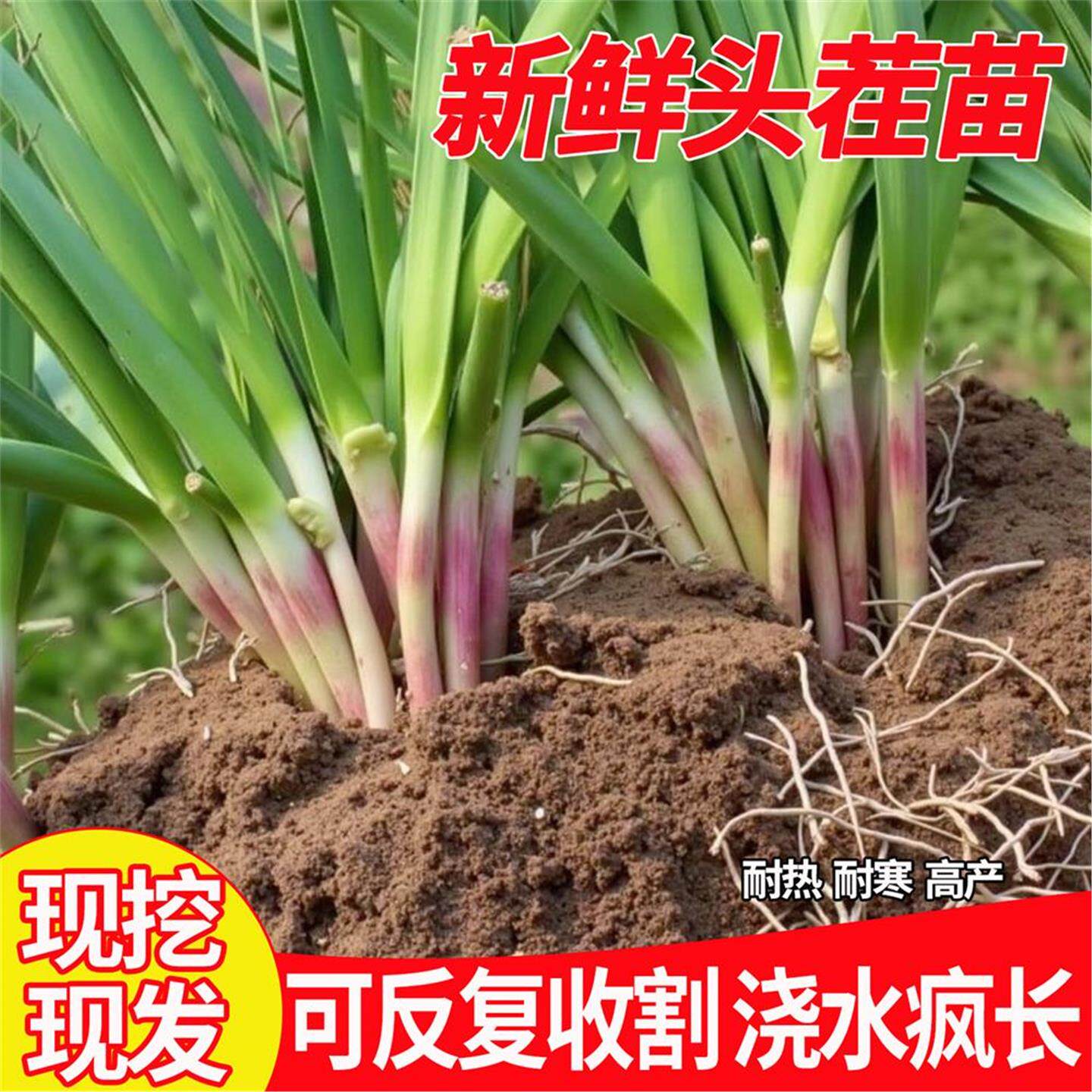 现挖韭菜根苗紫红儿籽农家