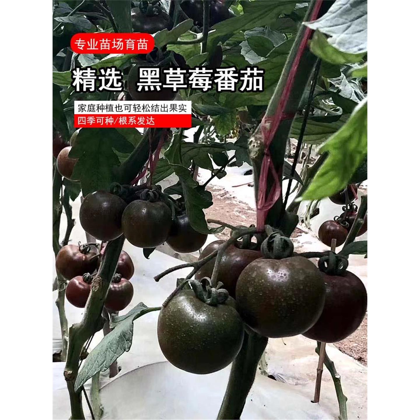 黑草莓番茄苗耐热寒阳台西