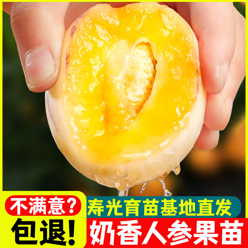 人参果苗秧四季长寿种正宗