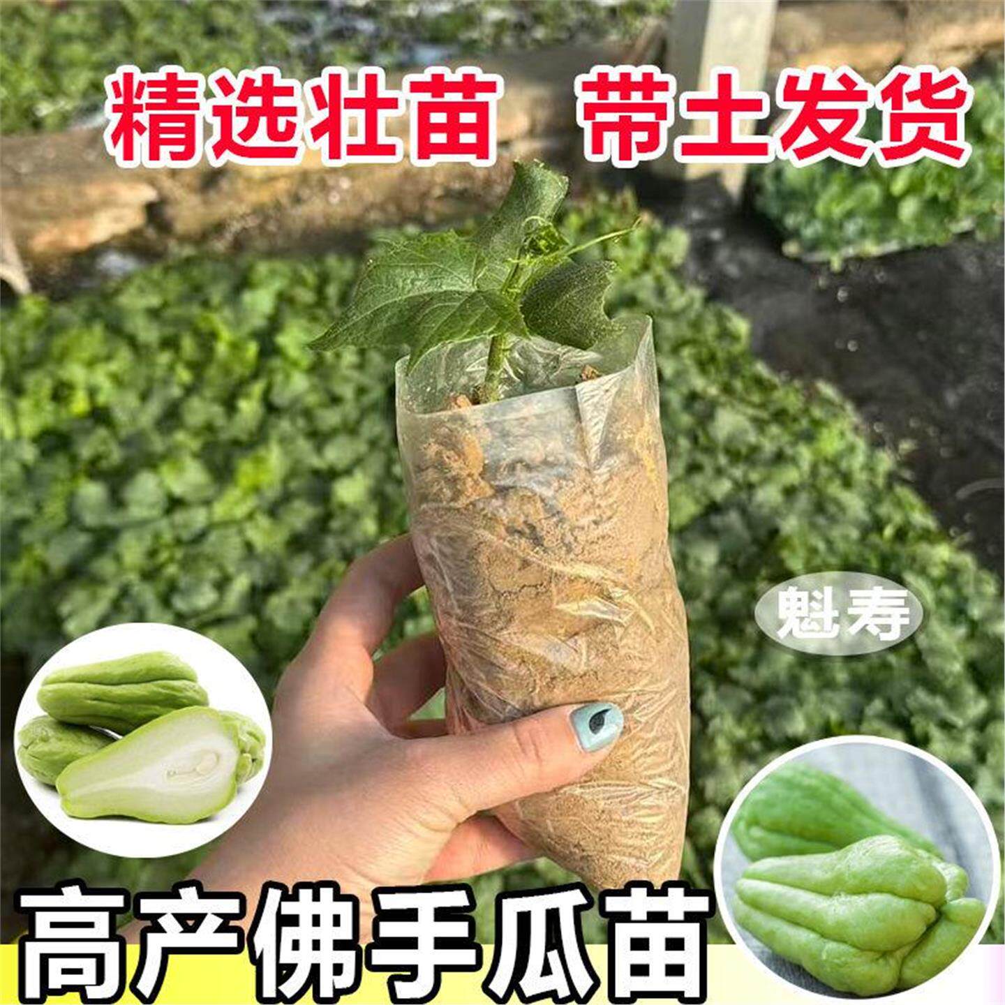 佛手瓜种子籽植秧苗发芽白
