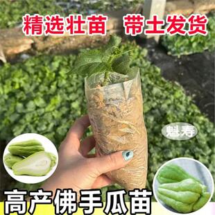 佛手瓜种子种籽种植秧苗瓜苗发芽种瓜白带芽扶手瓜苗秧龙须菜孑子
