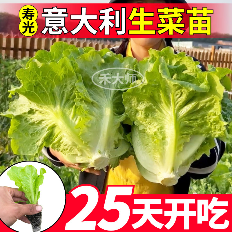 寿光意大利生菜苗秧25天开