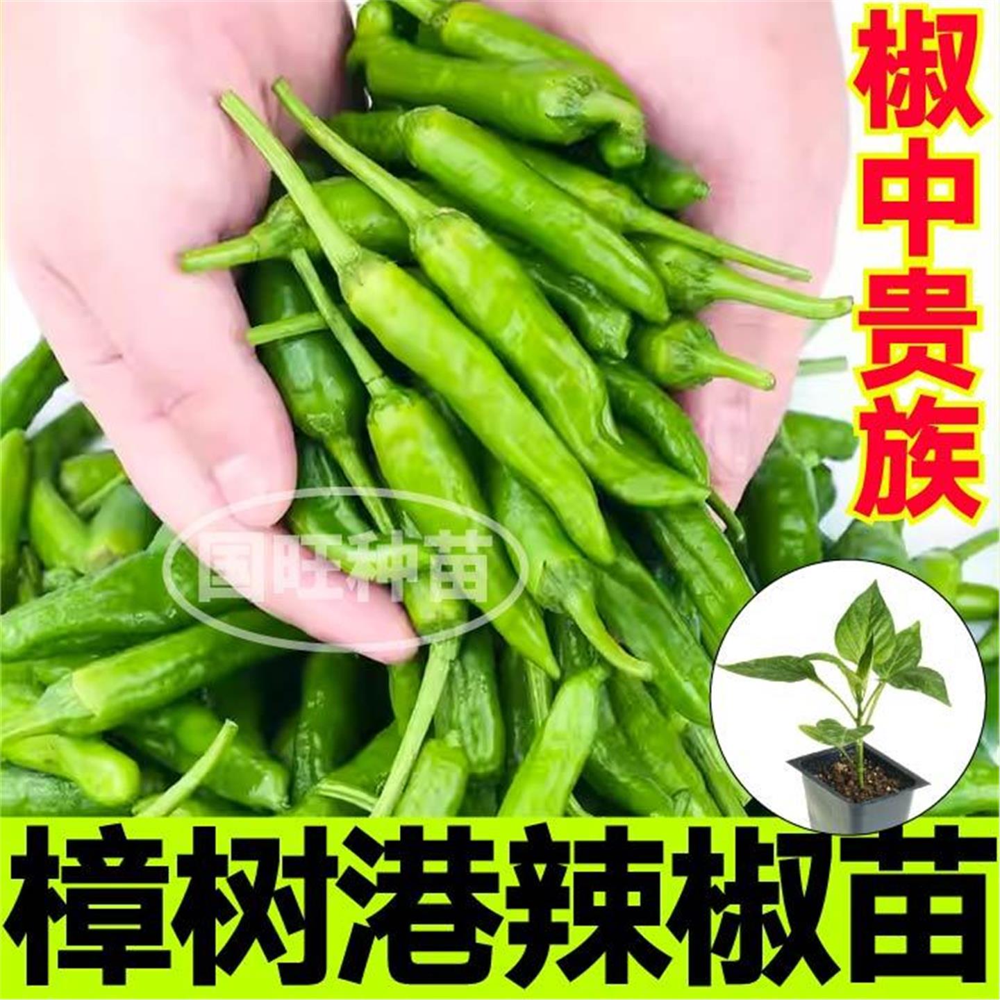 山东寿光樟树港辣椒苗秧小
