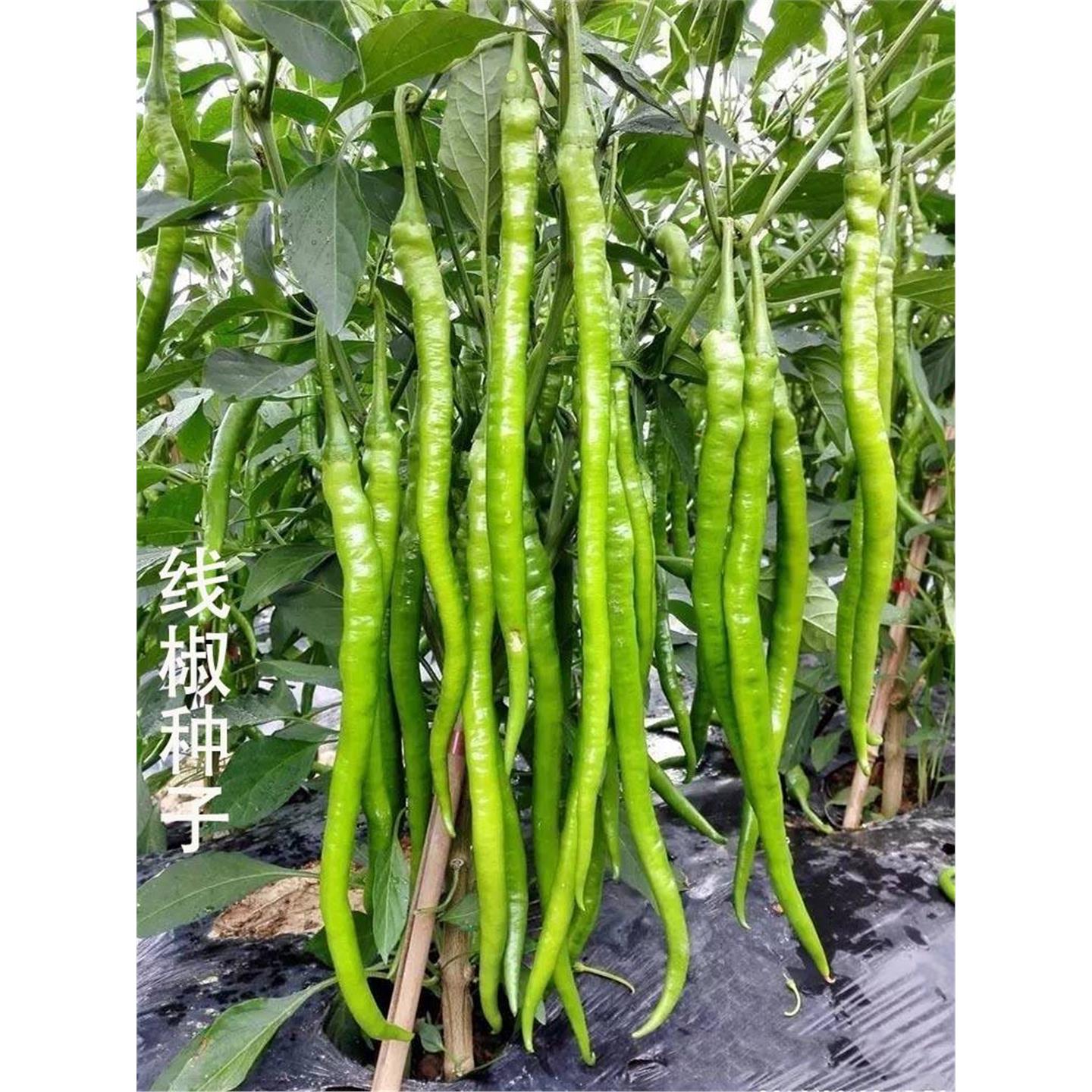 美人椒种子锦绣长香先锋30