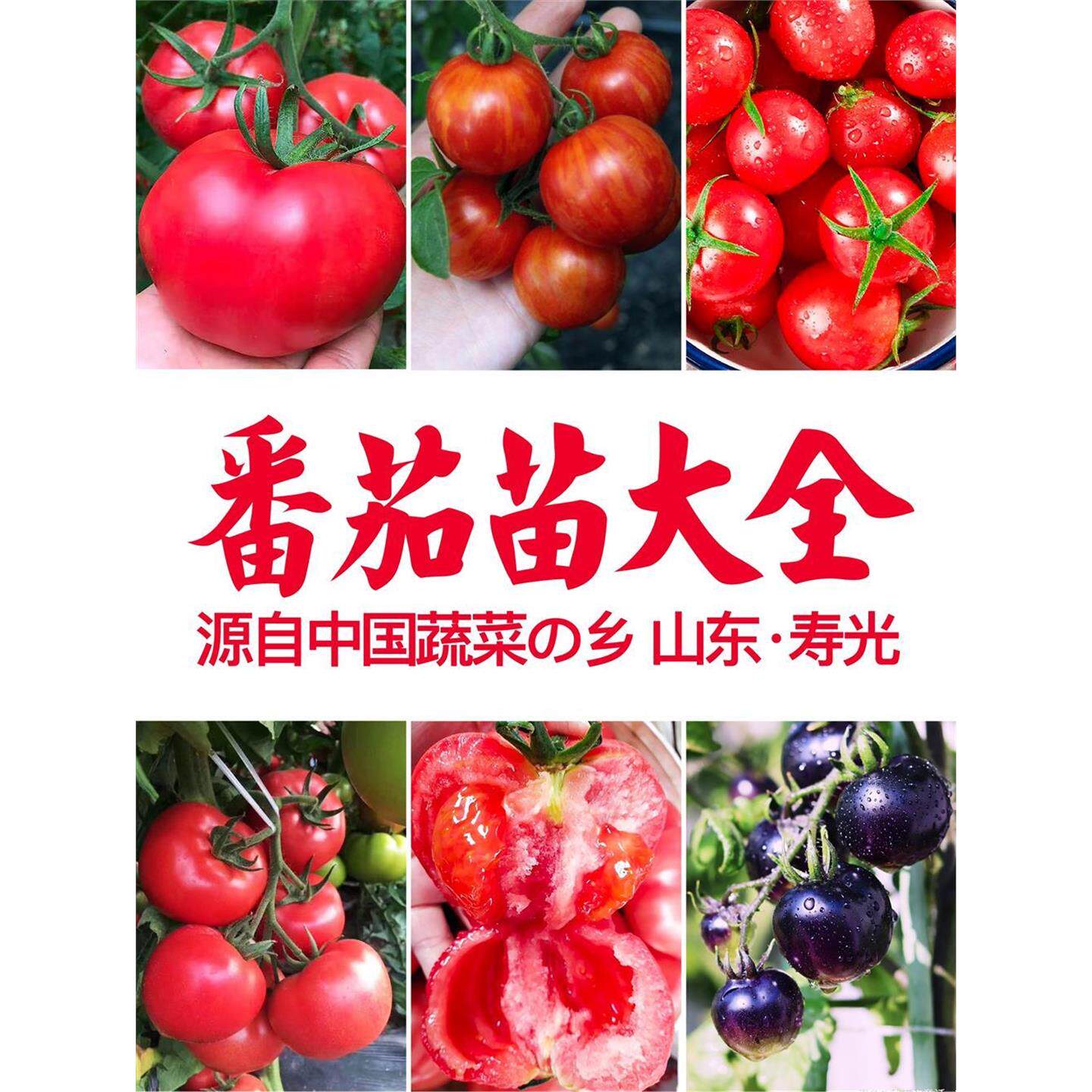寿光西红柿秧苗千禧樱桃番茄金皇后黑珍珠嫁接青甜蔬菜圣女果阳台