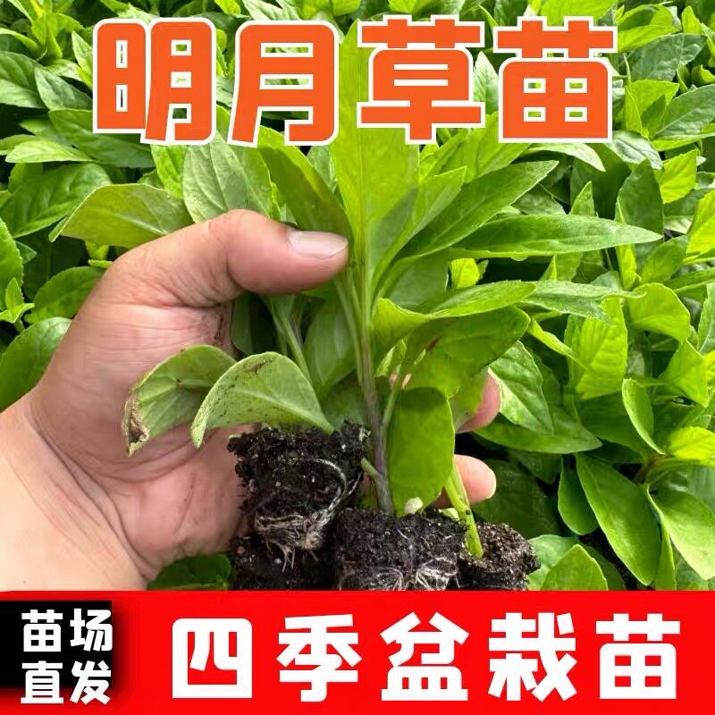 明月草苗白背菜神仙鸡毛长