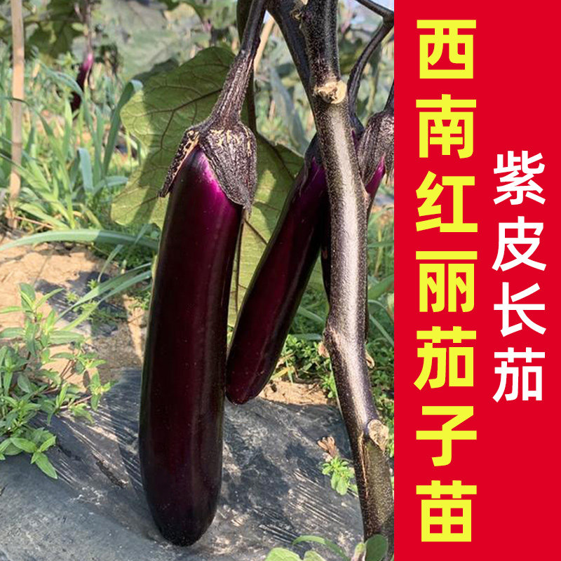 广东老品种茄子苗带土嫁接