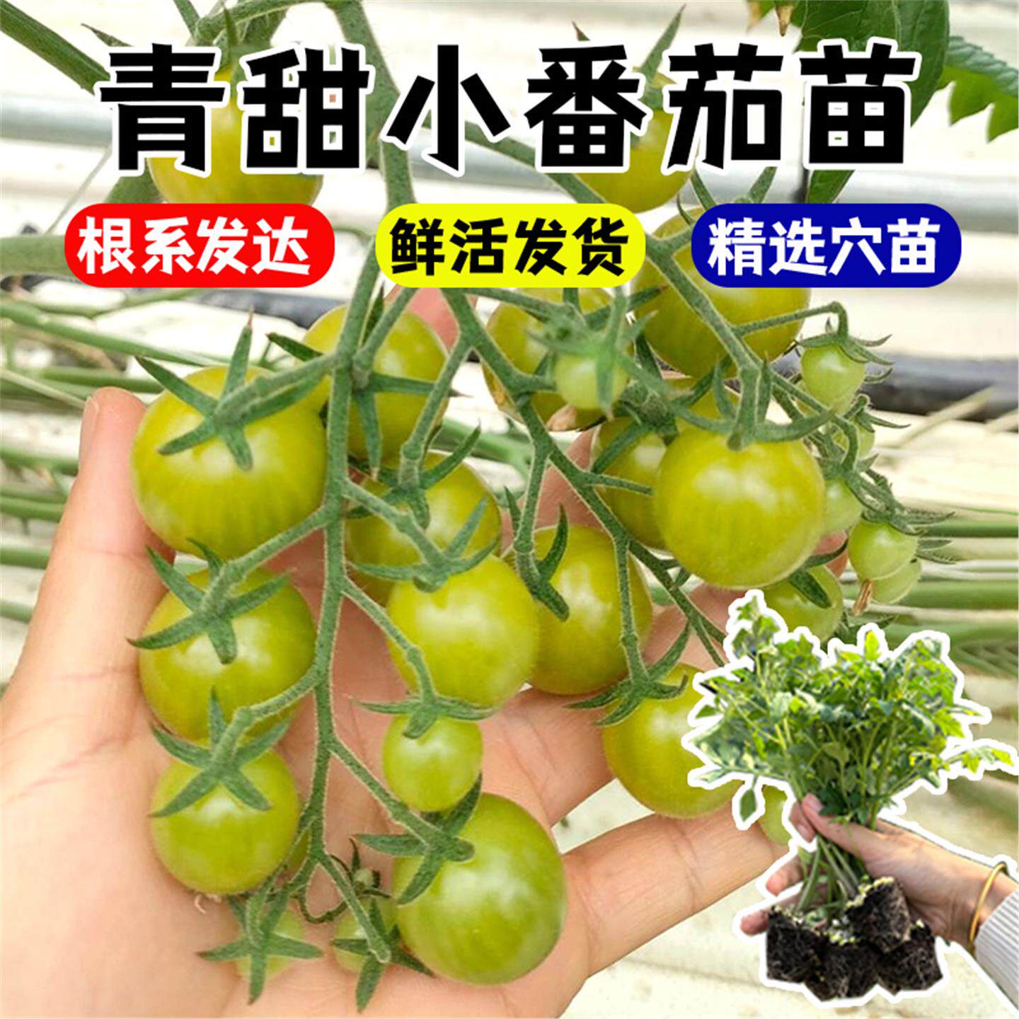 清甜2号番茄苗黄种子色小