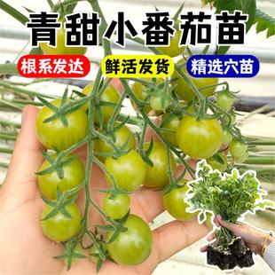 清甜2号番茄苗黄番茄种子黄色小番茄小西红柿种籽盆栽阳台菜园