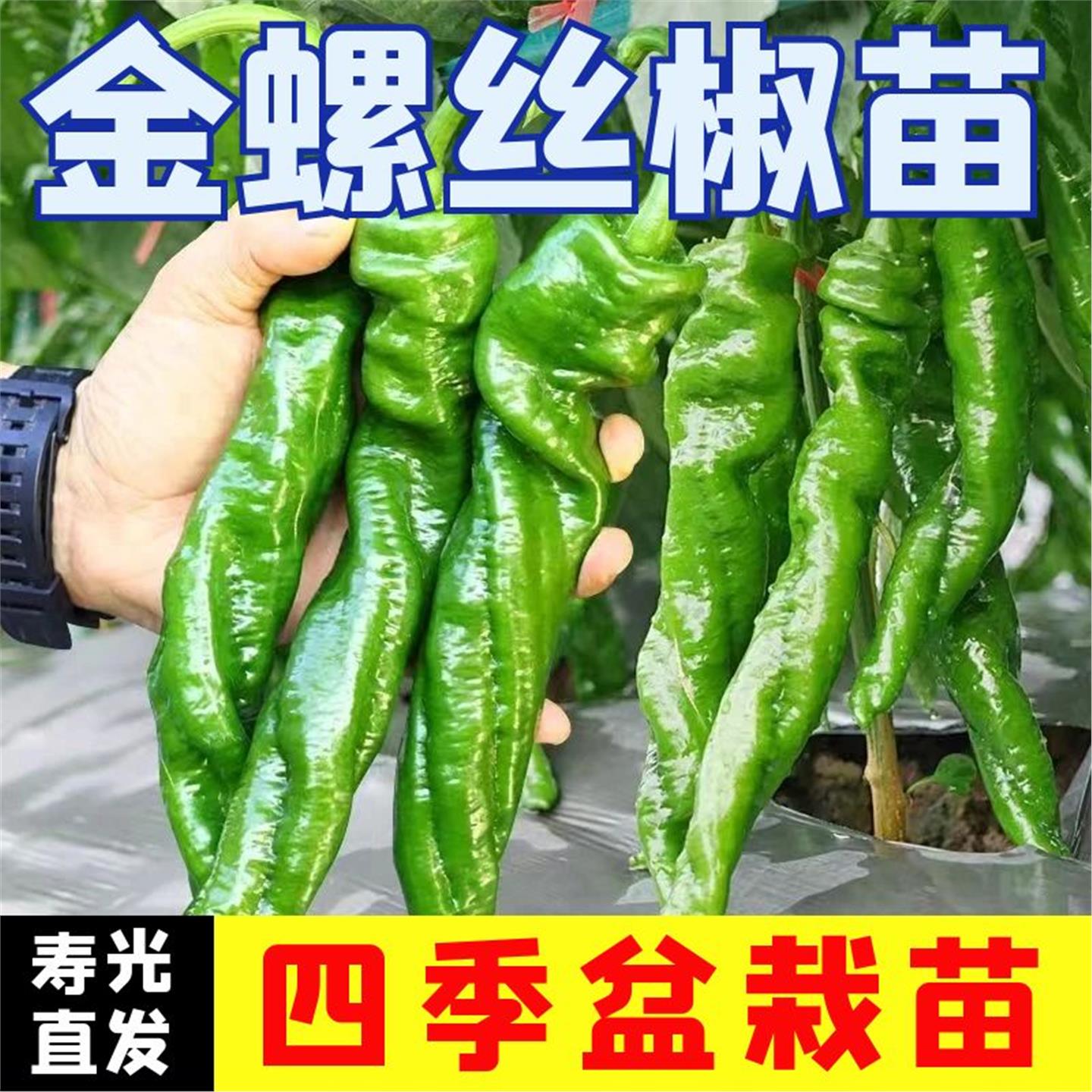 金螺丝辣椒苗子秧高产四季