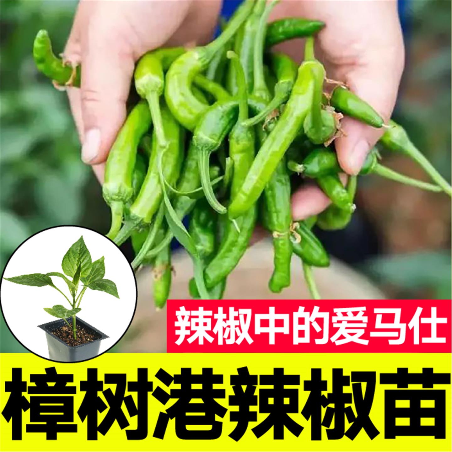 樟树港辣椒苗秧带土发货青