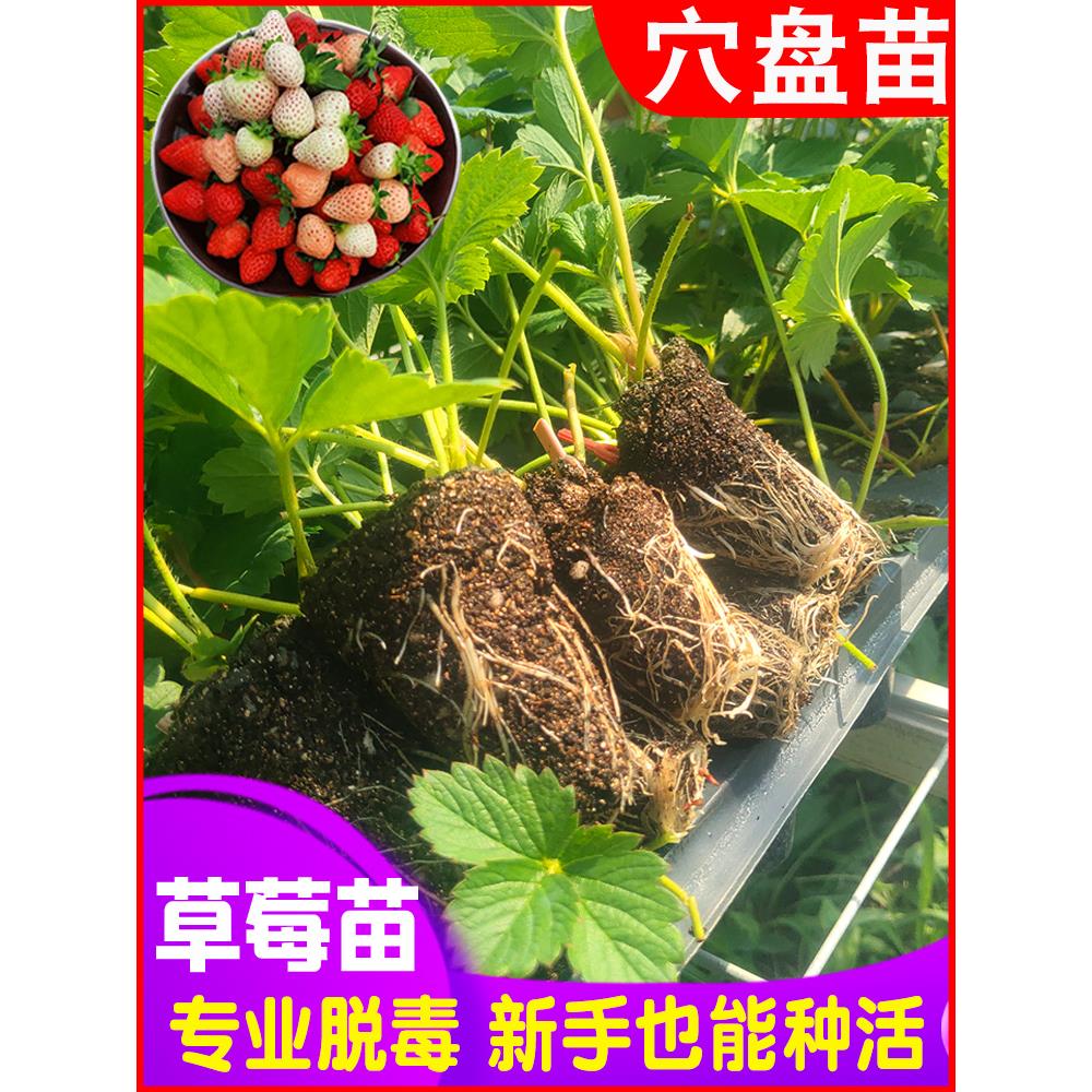 草莓苗四季结果盆栽秧99奶