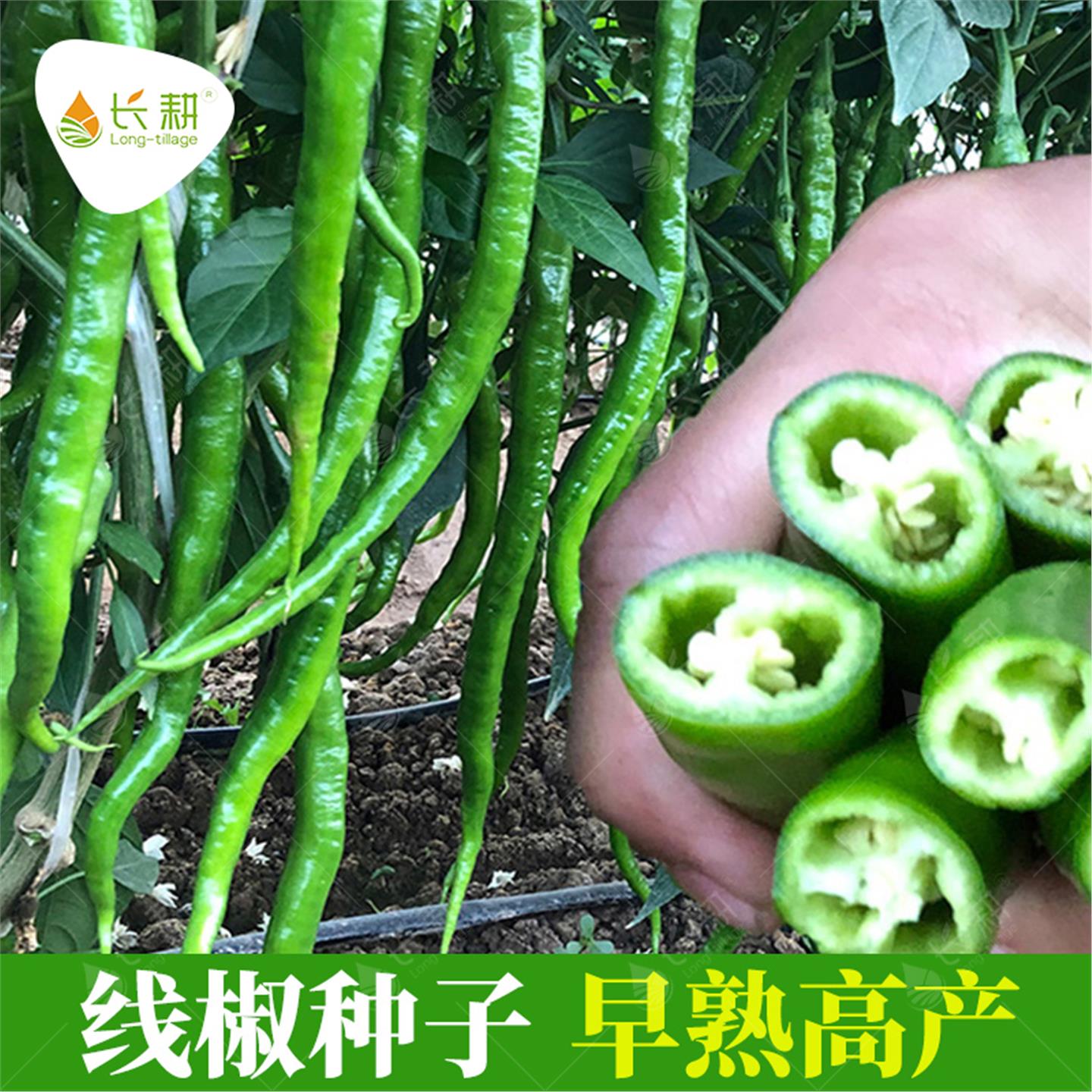二荆条辣椒种籽线子超早熟