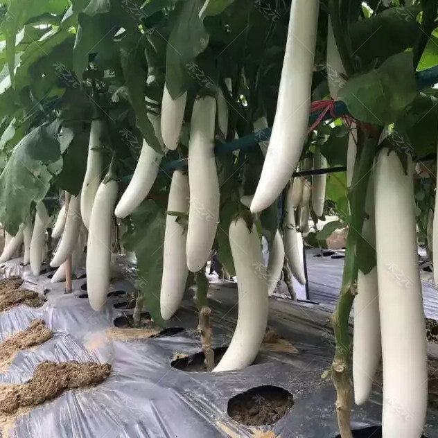 公主白茄子长种籽冬春夏秋