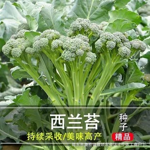 西兰苔种子种籽西兰花种籽苗秧苗芥蓝芥兰菜菜苔蔬菜孑菜心秧苔菜