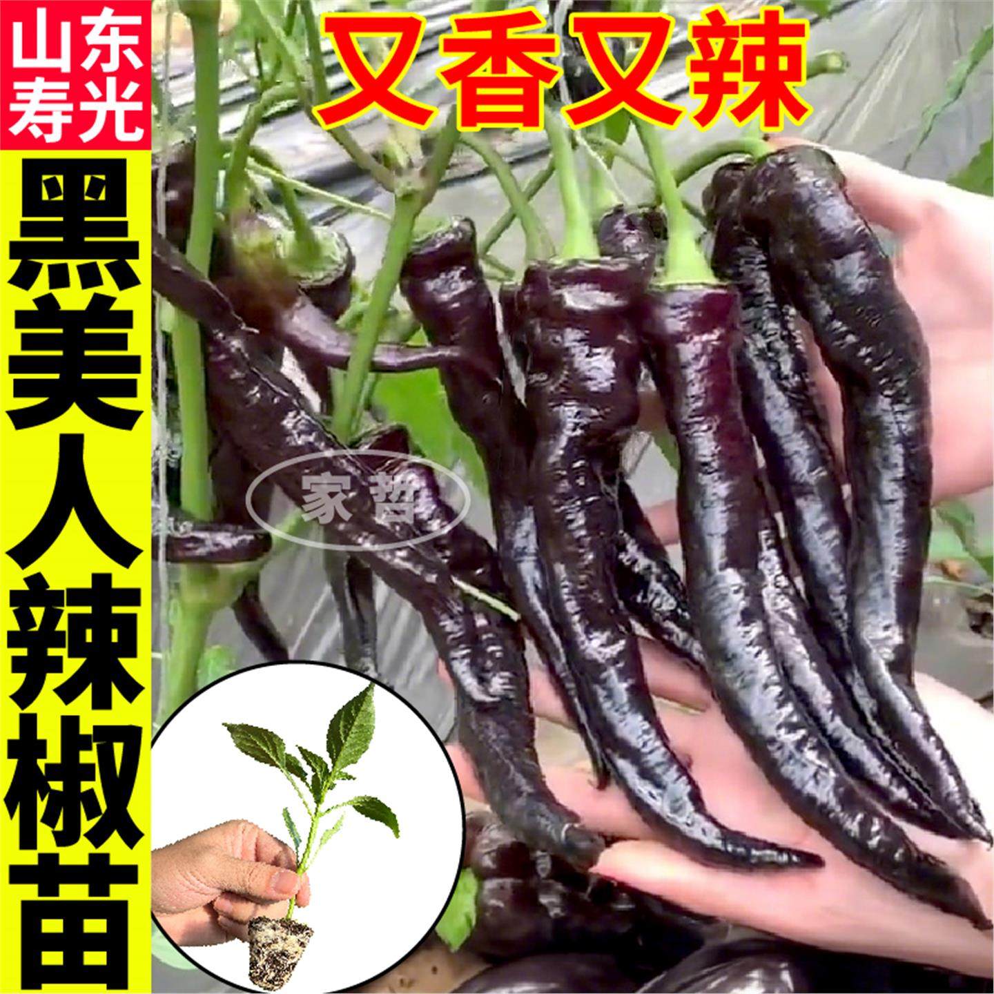 香辣黑美人椒苗秧四季高产