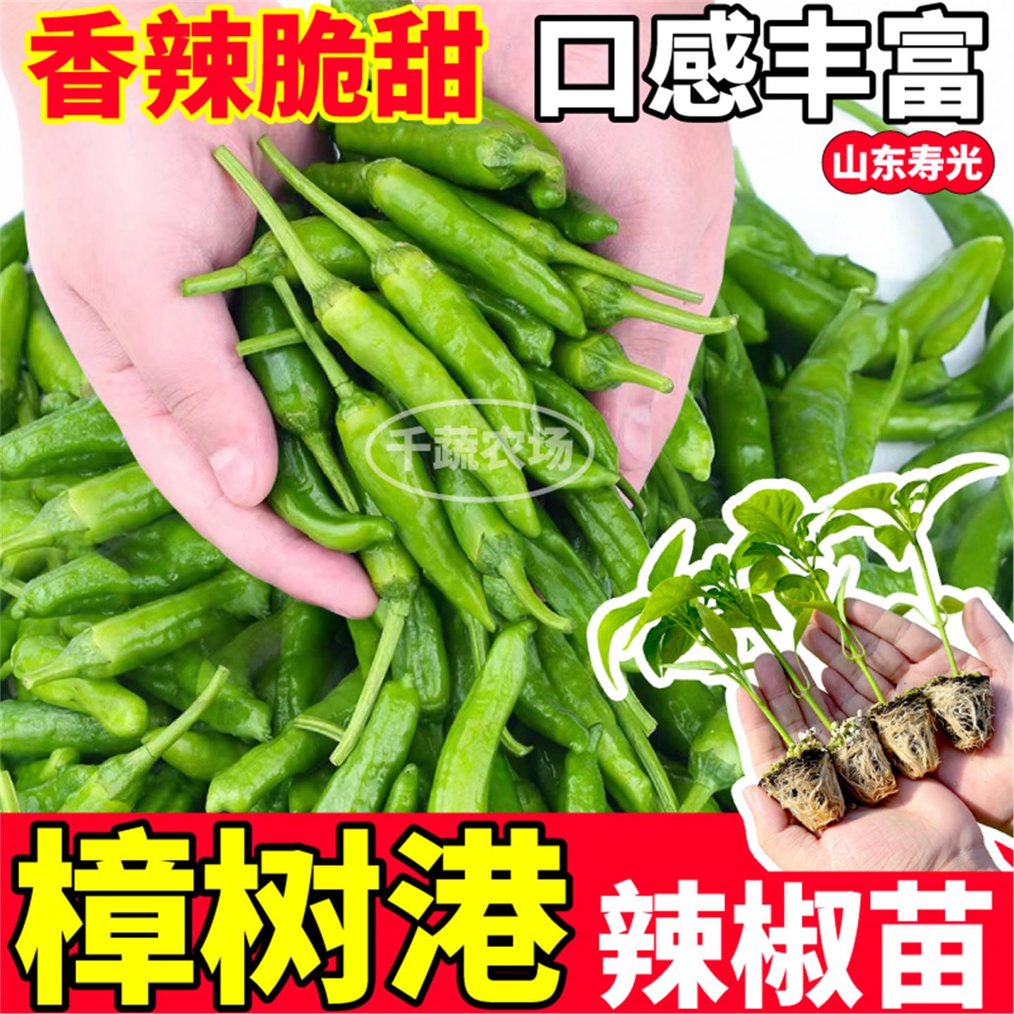 樟树港辣椒苗秧四季高产阳