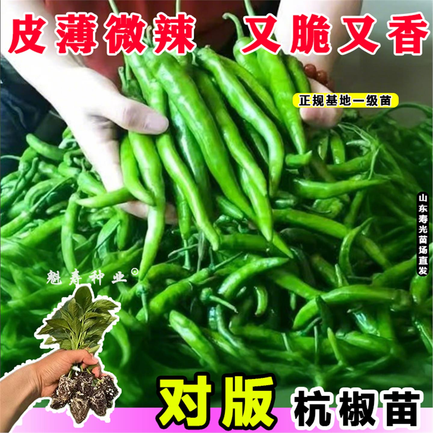 香辣正宗杭椒苗秧脆朝天七