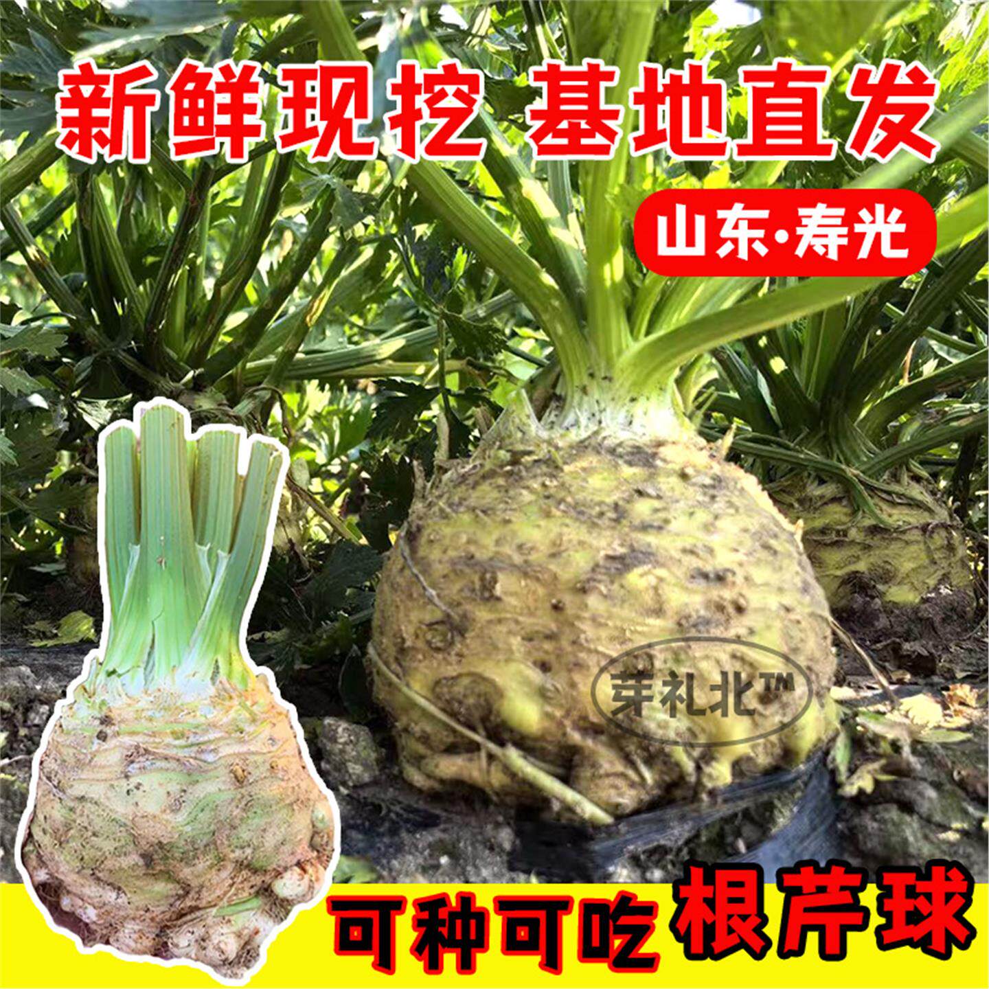 正宗地中海根芹苗秧四季盆