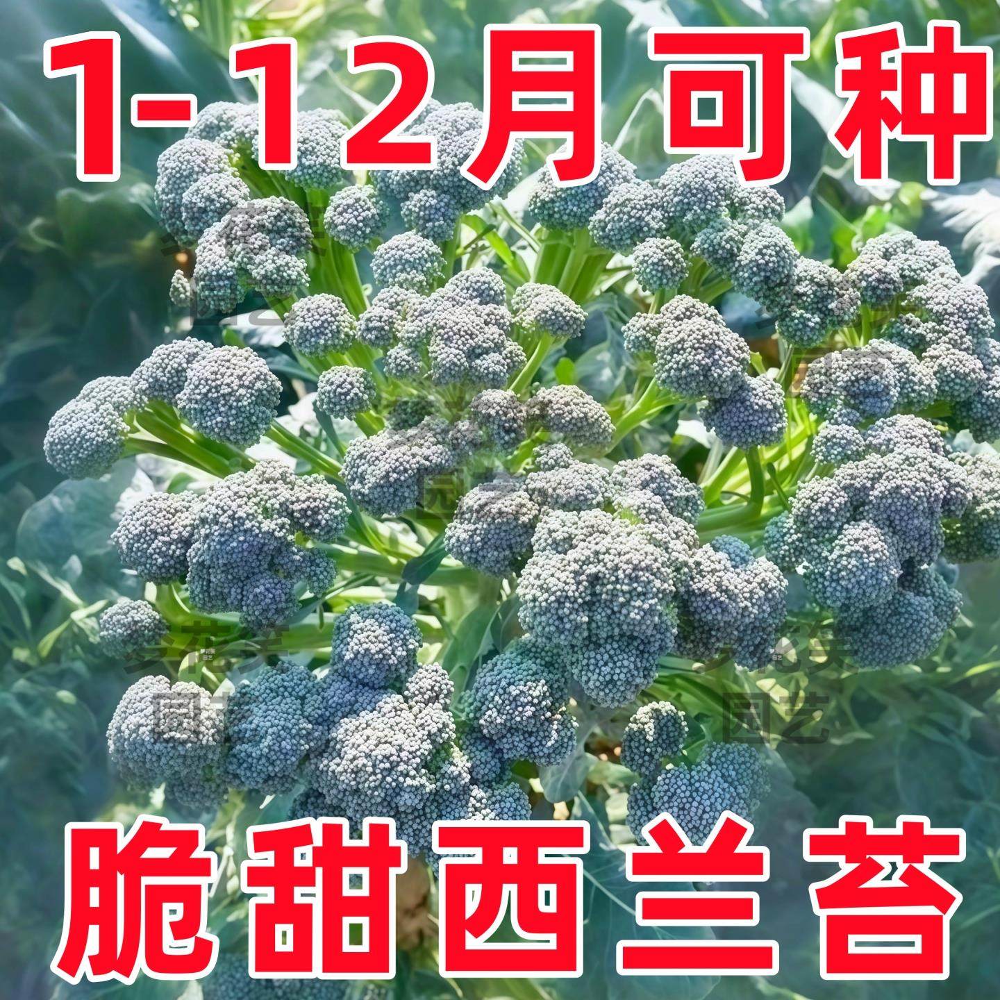 正宗西兰苔苗种子西蓝花芥蓝苗西洋芥兰苗四季菜园庭院秋冬季种植