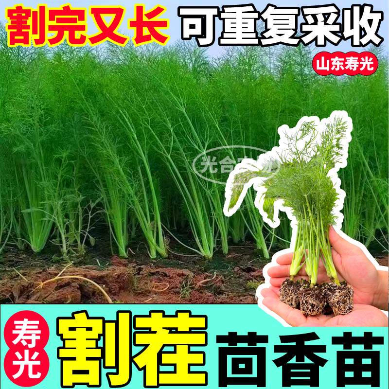 寿光结球茴香苗秧种子四季