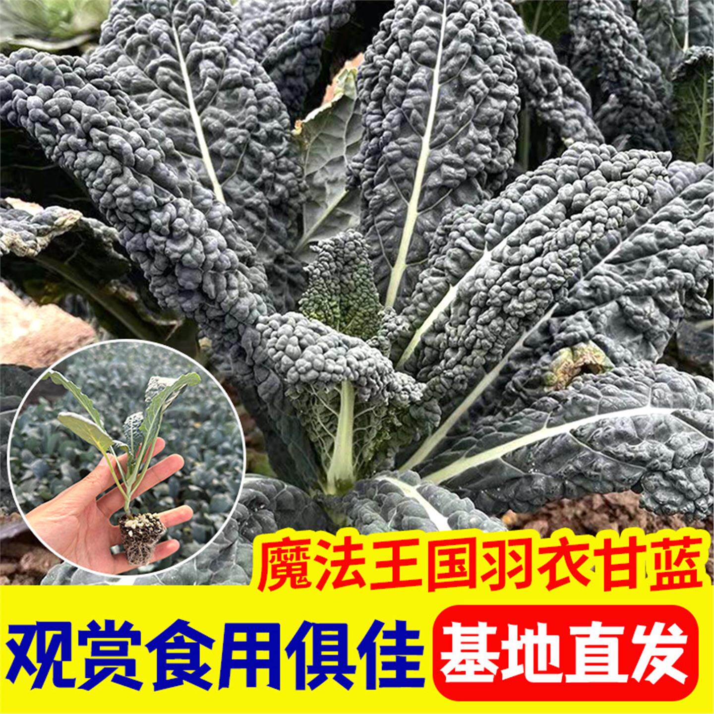 魔法王国羽衣甘蓝苗观赏耐