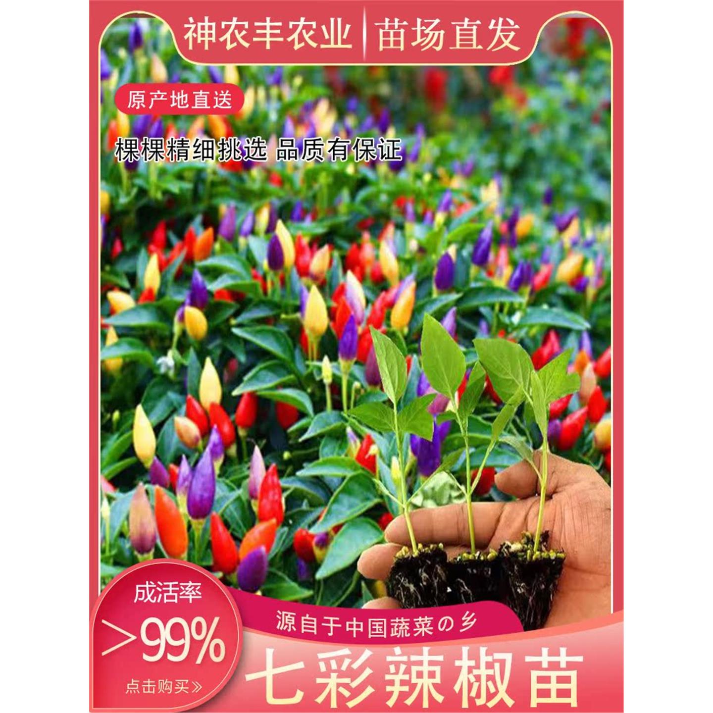 超辣七彩椒朝天子弹头迷你