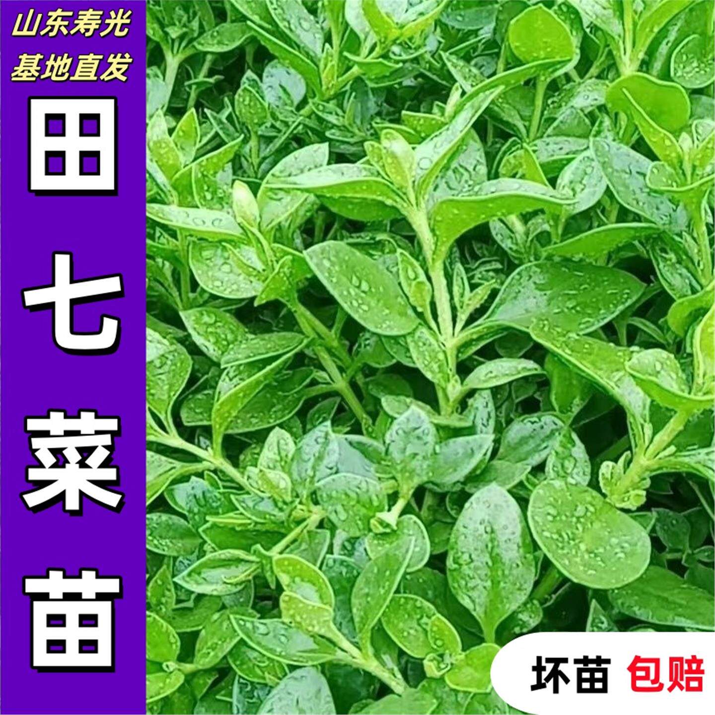 田七菜种苗四季种植室内盆栽天然营养可食用阳台栽种正宗田七菜苗