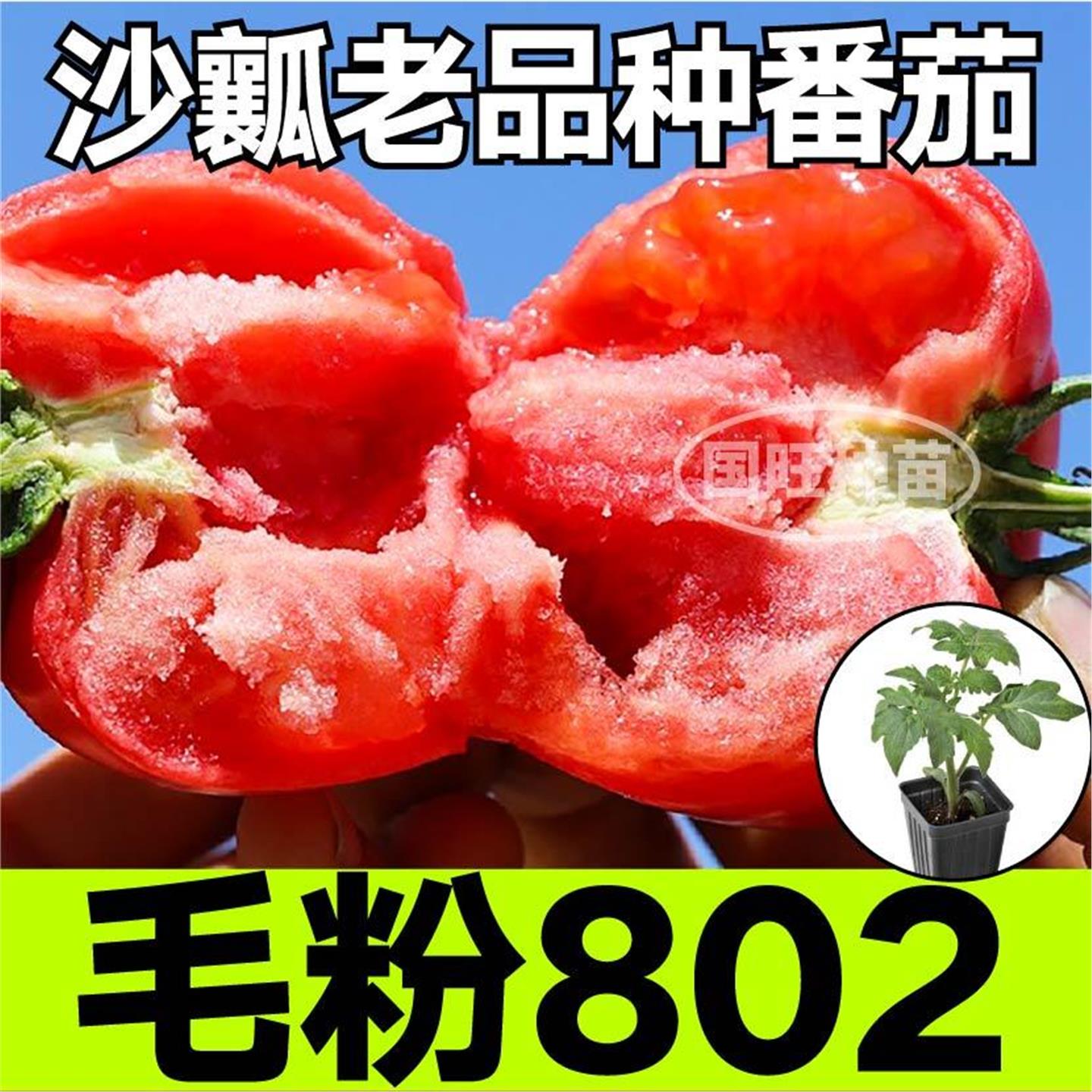 寿光老品种毛粉802番茄苗