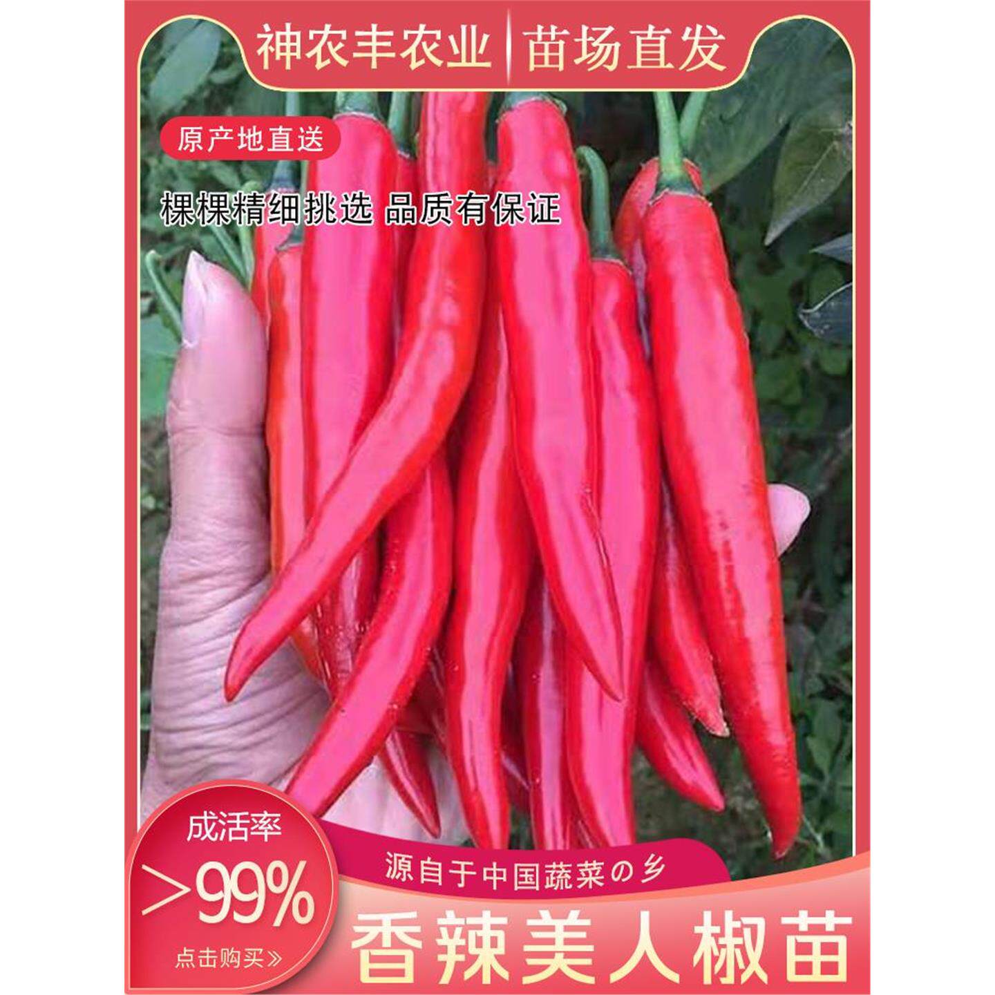 香辣美人椒秧苗种子干鲜两