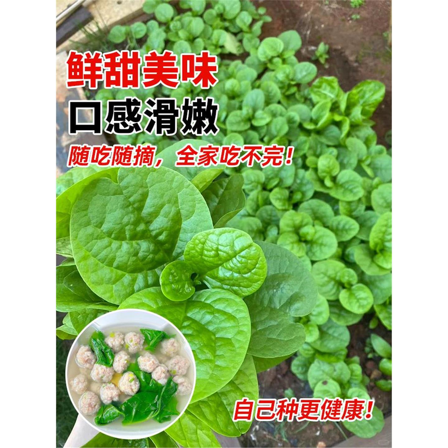 奶油木耳菜种子大叶籽小青