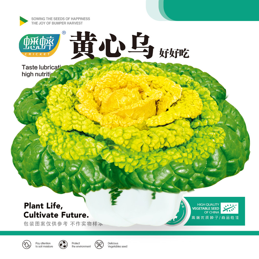 黄心乌塌菜种子菊花雪里金