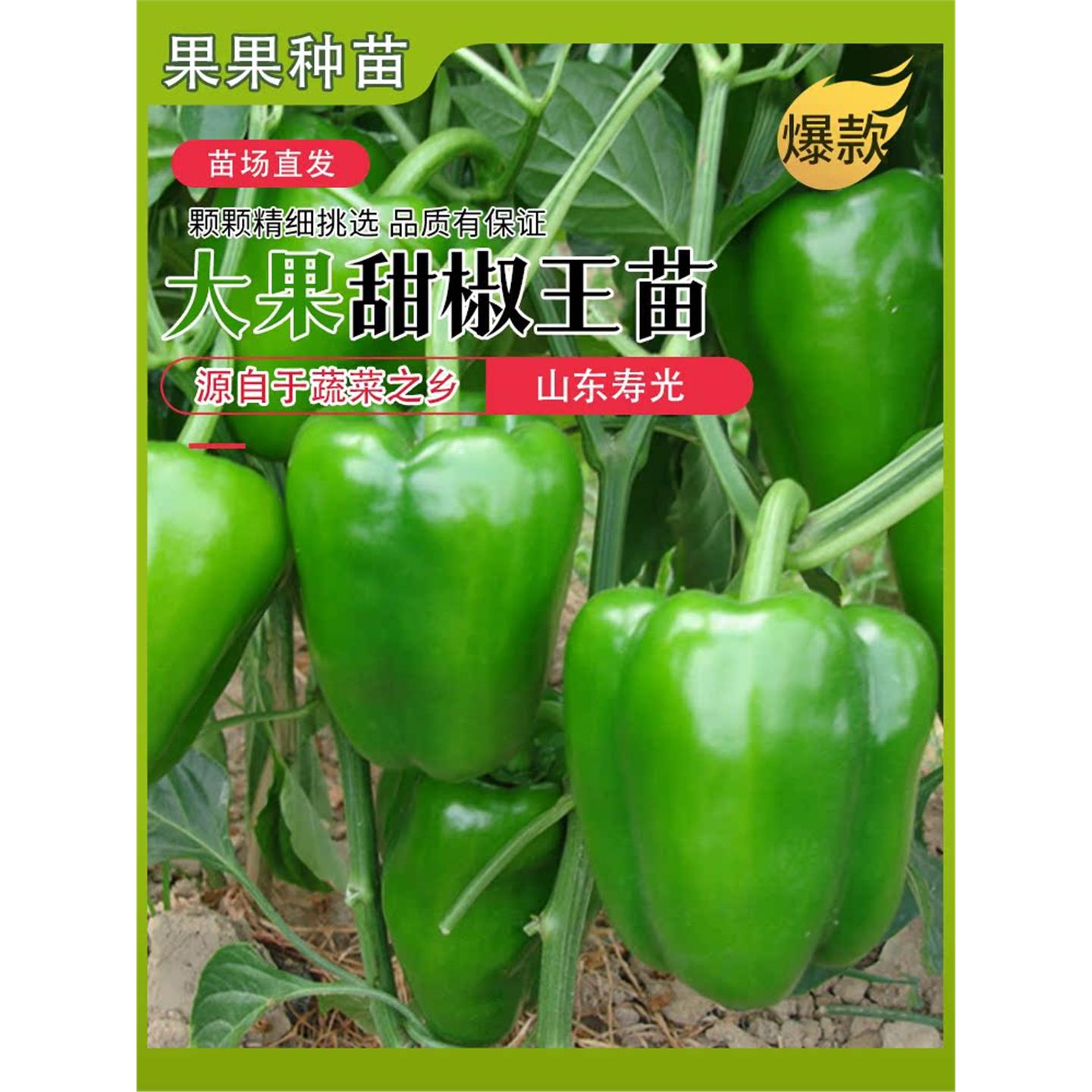 大果甜椒秧苗不辣红黄绿方