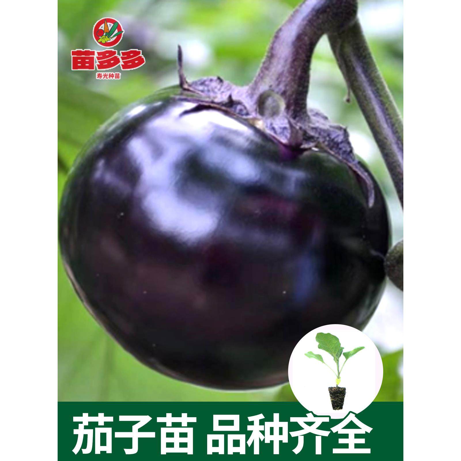 四季盆栽茄子苗秧高产蔬菜
